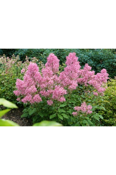 Цеанотус блідий Перл Роуз